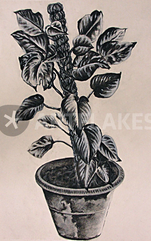 503x800 Pot Plant Drawing Art Prints And Posters By John Lanthier