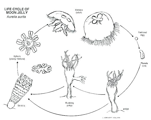 Plant Life Cycle Drawing at GetDrawings | Free download