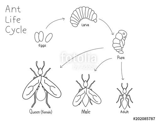 500x388 Simple Drawing Ant Life Cycle. Black And White Vector Illustration