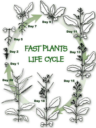 400x530 Fast Plants(Tm) Fast Plant Life Cycle