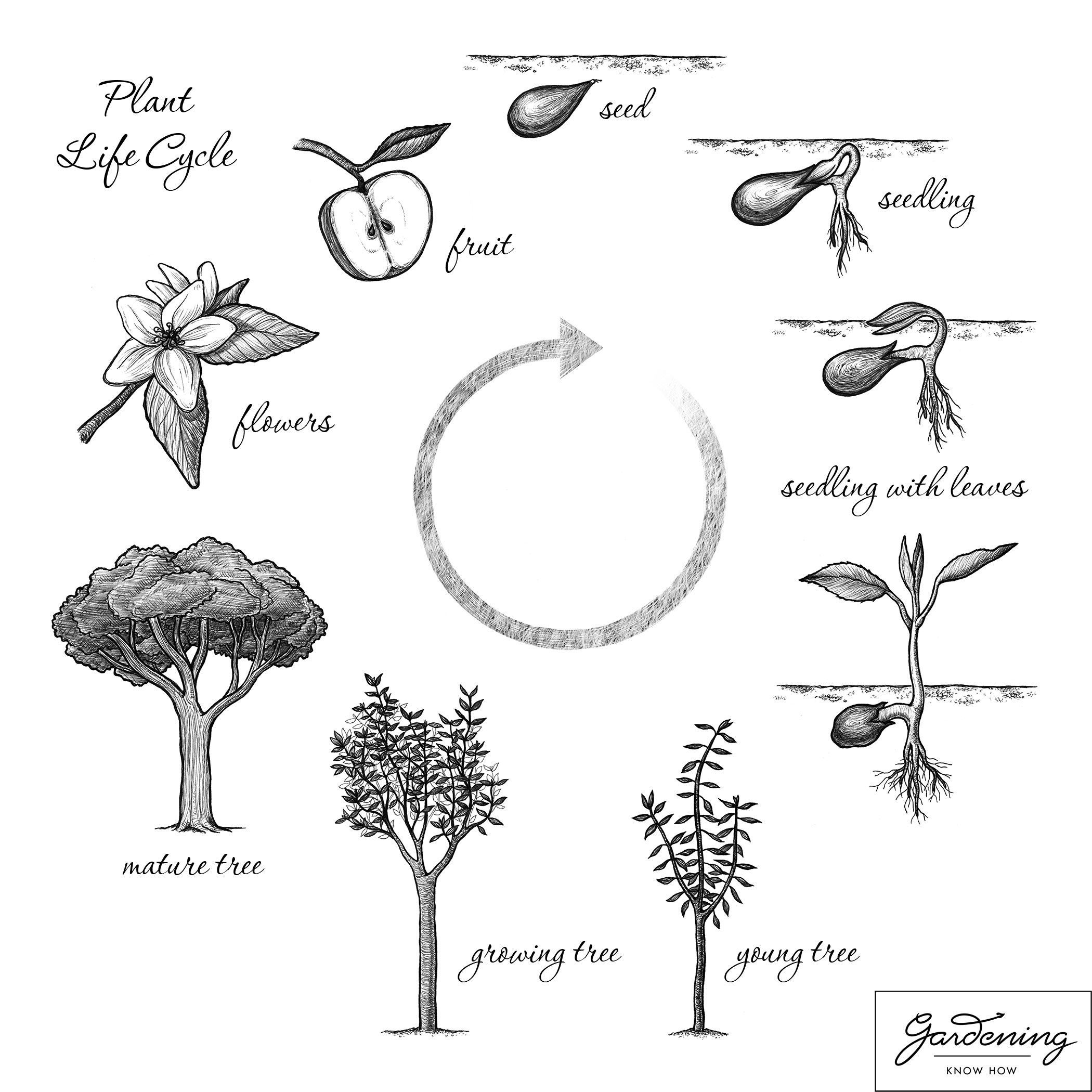 2100x2100 Basic Plant Life Cycle And The Life Cycle Of A Flowering Plant