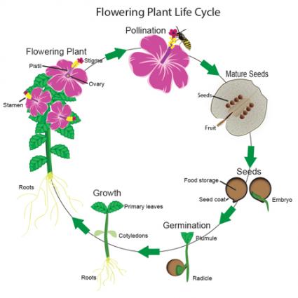 425x425 Pictures Life Cycle Of A Plant,
