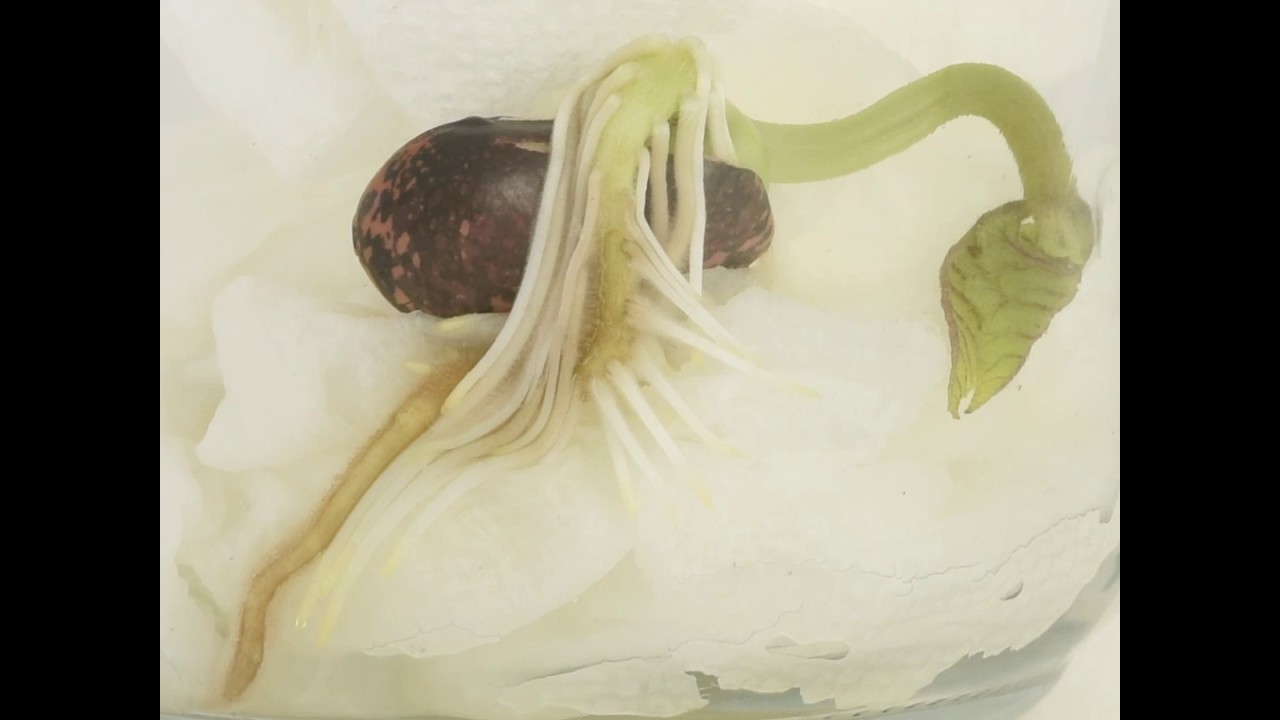 1280x720 Plant Life Cycle Of A Bean Seed