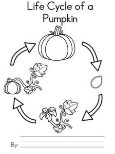 236x314 Cut And Paste The Steps Of The Pumpkin Life Cycle. This A Great