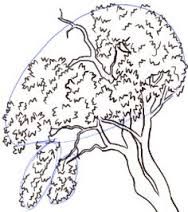 188x212 How To Draw Trees Quickly And Easily Draw Drawing