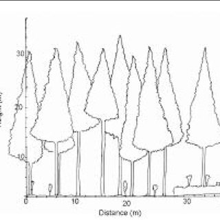 320x320 Profile Diagram Of A Conifer Plantation