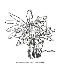 236x246 Sketch Of Banana Tree Plantation, Hand Drawn Vector Illustration