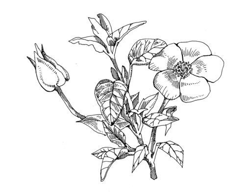 500x392 54 Best How To Draw Realistic Trees, Plants Bushes And Rocks