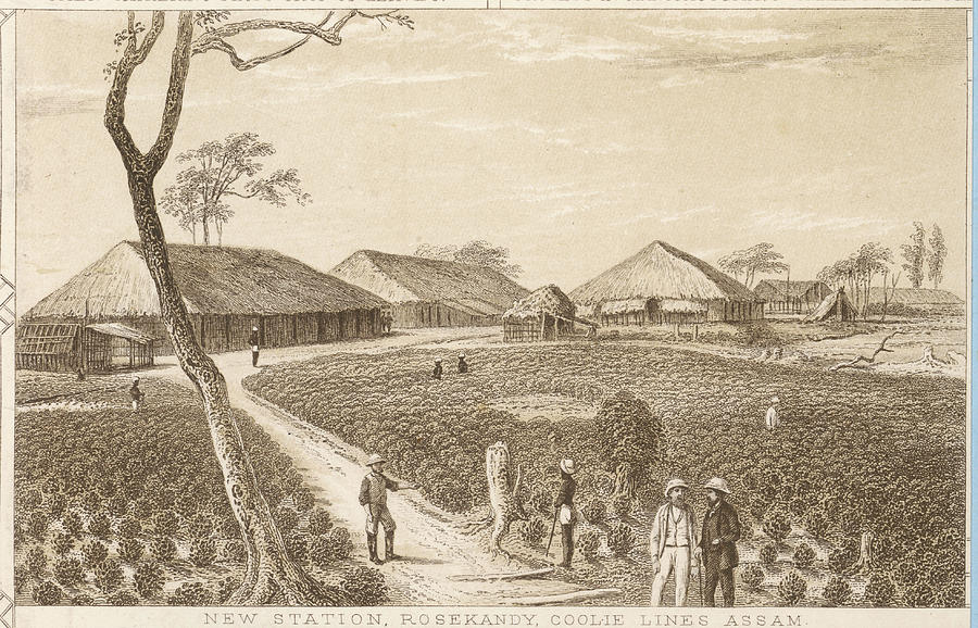 900x578 Tea Cultivation In Assam Plantation Drawing By Mary Evans Picture
