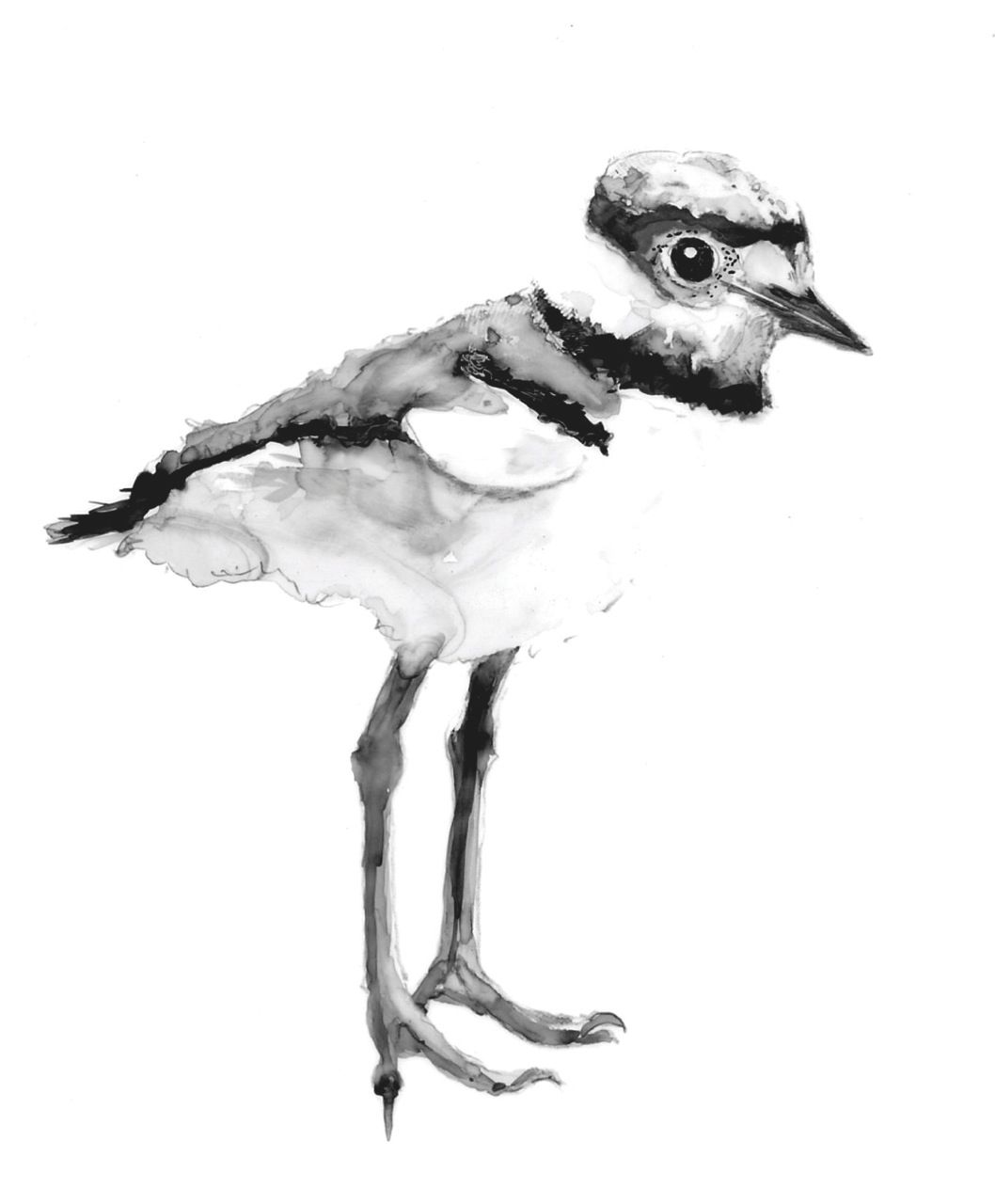 1058x1280 Killdeer The Bird That Looks Like A Shore Denizen Outside