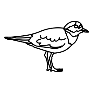 300x300 Learn How To Draw Animals Step By Step Page 13