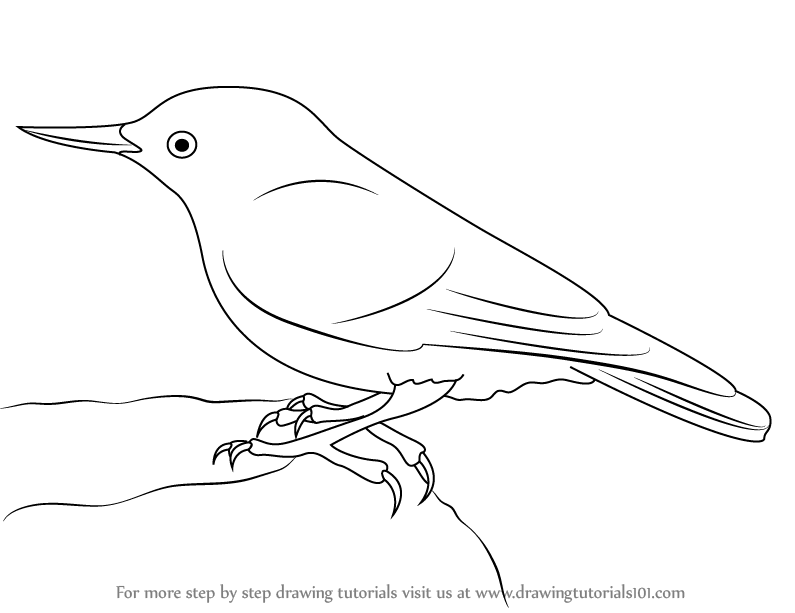 795x613 Learn How To Draw A Nuthatch (Birds) Step By Step Drawing Tutorials