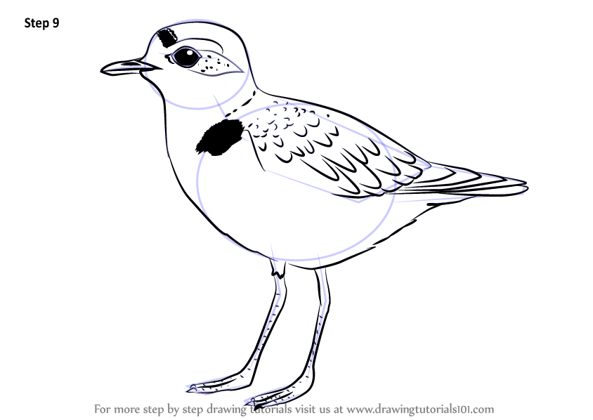 844x598 Learn How To Draw A Snowy Plover (Shorebirds) Step By Step