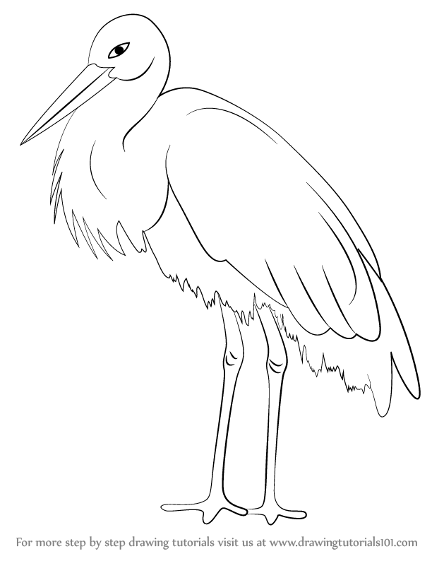 612x794 Learn How To Draw A Stork (Seabirds) Step By Step Drawing