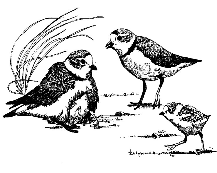 739x591 North Dakota Ecological Services Field Office U.s. Fish