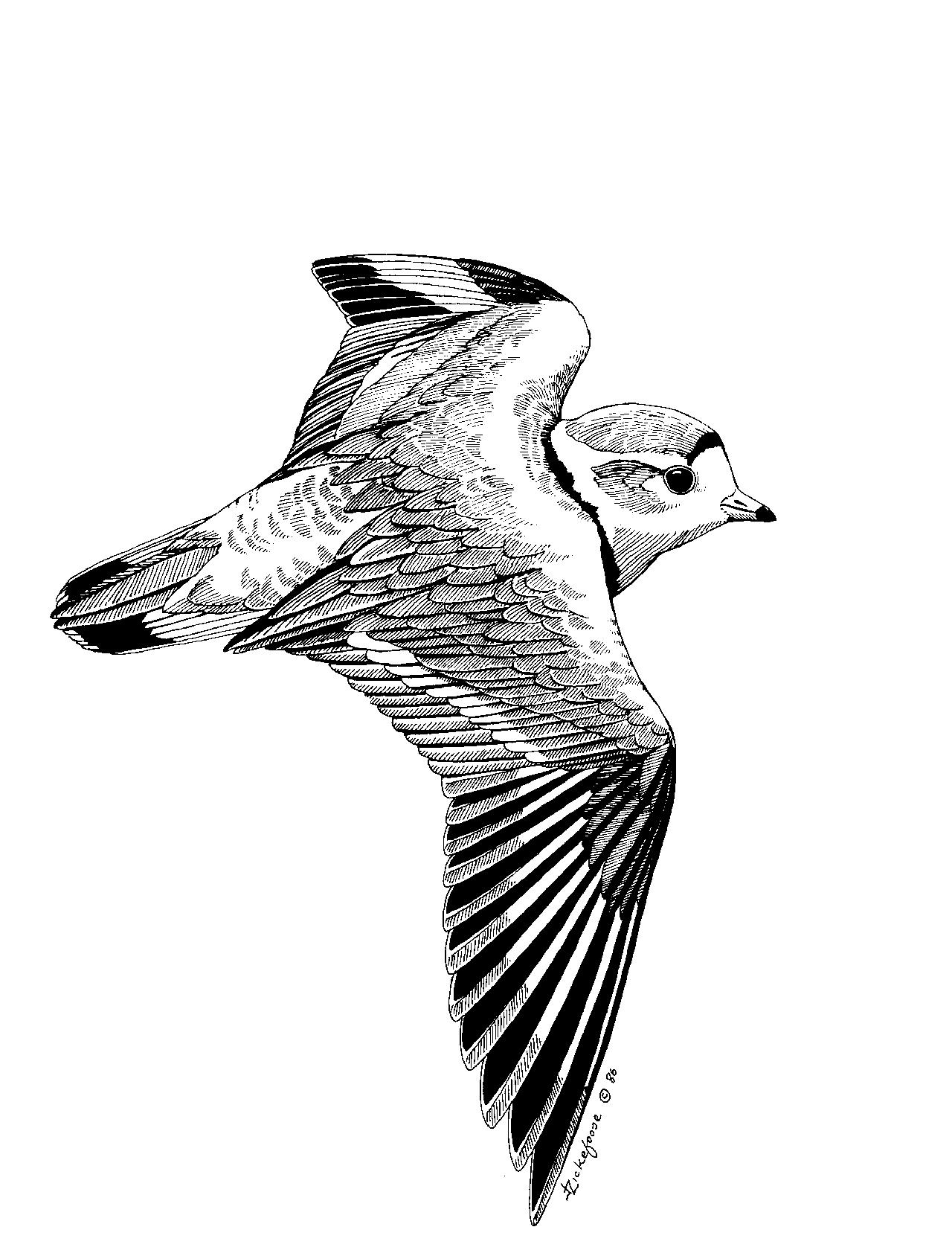 1280x1688 Northeast Region, U.s. Fish And Wildlife Service