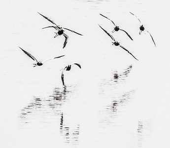 345x300 Plovers Lapwings Pratincole