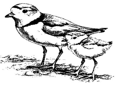 394x292 Cape Lookout Installs Seasonal Bird Closures For The Protection