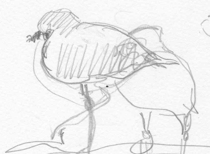 857x630 Coastal Georgia Birding Gesture Drawings Amp Sunset