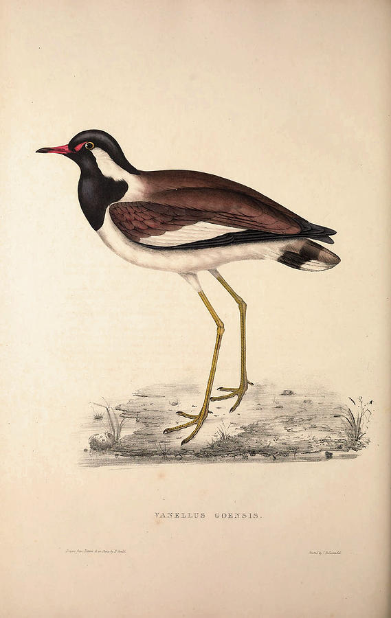 569x900 Vanellus Goensis, Plover Or Northern Lapwing. Birds Drawing By