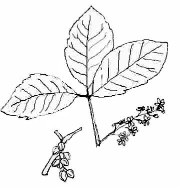 360x373 Poison Ivy Plant Coloring Pages