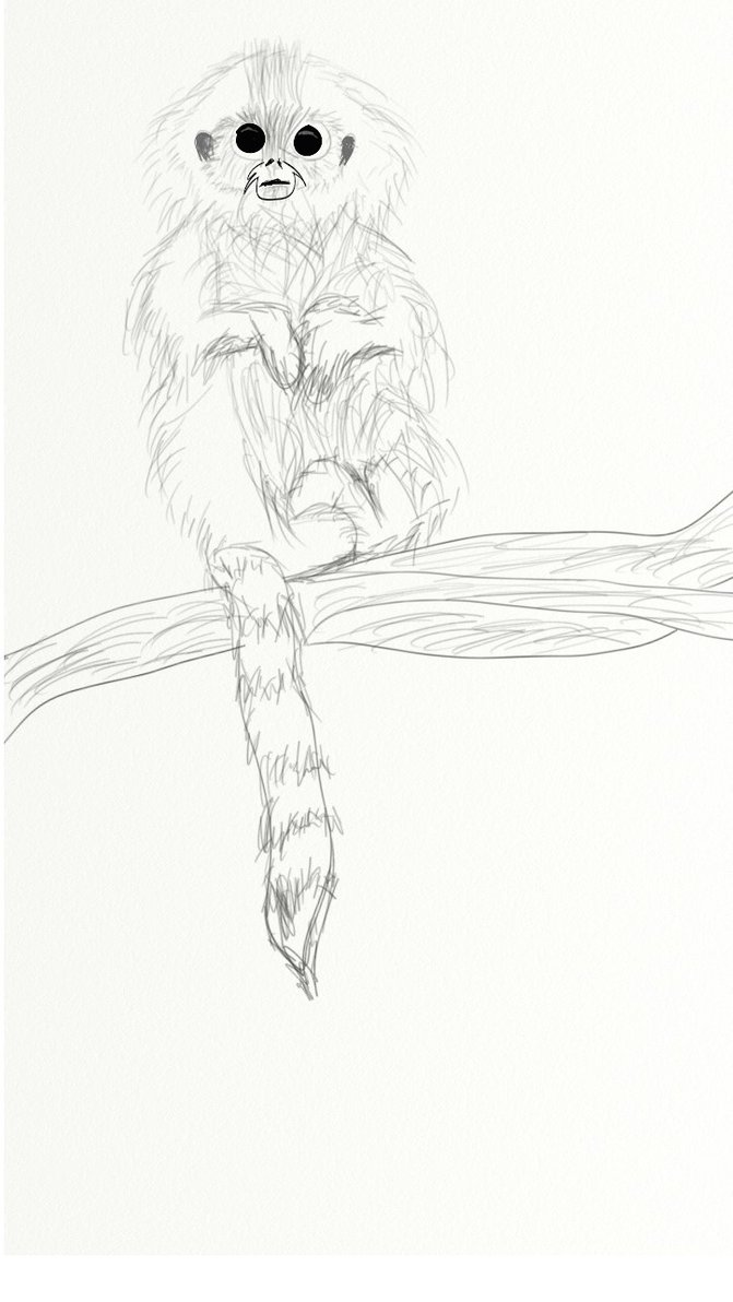 671x1192 Poncho The Baby Snub Nosed Monkey By Lilac258