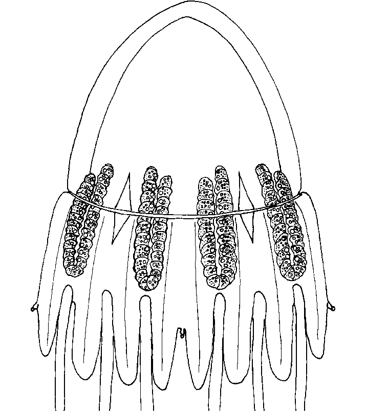 715x818 Periphylla Periphylla, Schematic Drawing Of An Adult Female