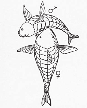 303x379 The Fi Rst Drawing Of The T Position In Callichthys Punctatus