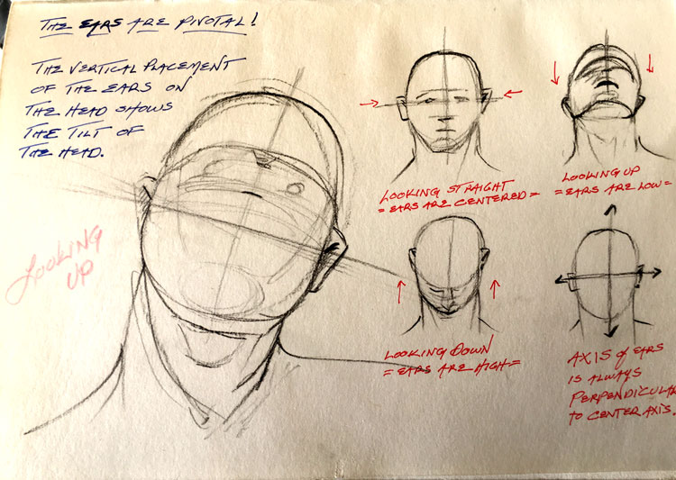 750x533 Drawing Tip The Ears Are Pivotal