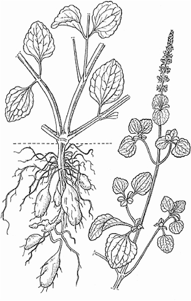 Potato Plant Drawing