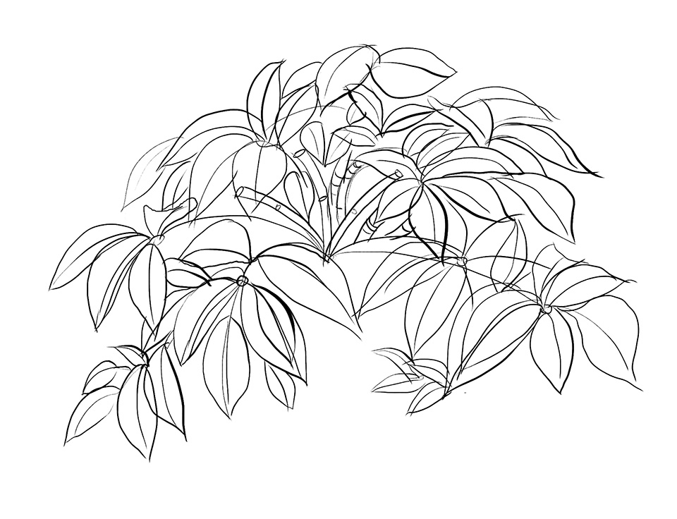 960x736 Lesson 3 Drawing Plants