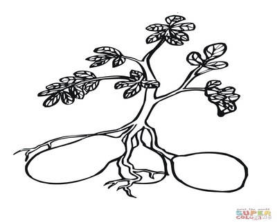 400x322 Potato Plant Coloring Page Potatoes Kids Pages Reaic