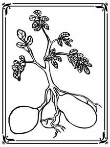 Potato Plant Coloring Page Coloring Pages