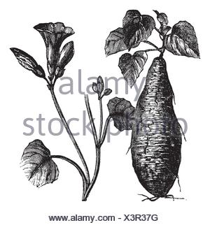 300x322 Sweet Potato, Vintage Engraved Illustration, Showing Root (Left