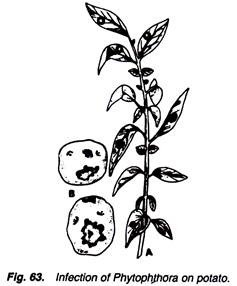 237x286 Symptoms Of The Disease Phytophthora