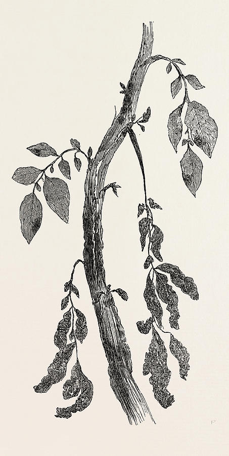 453x900 Diseased Stem Of A Potato Plant Drawing By English School