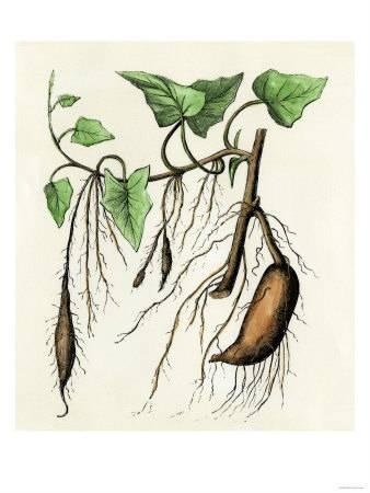 338x450 Sweet Potato Plant, A Tropical Vine With An Edible Tuberous Root