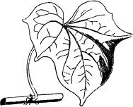 188x152 Heirloom Sweet Potato Varieties