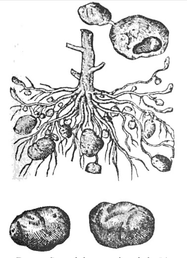 378x521 Ireland And The Potato Famine