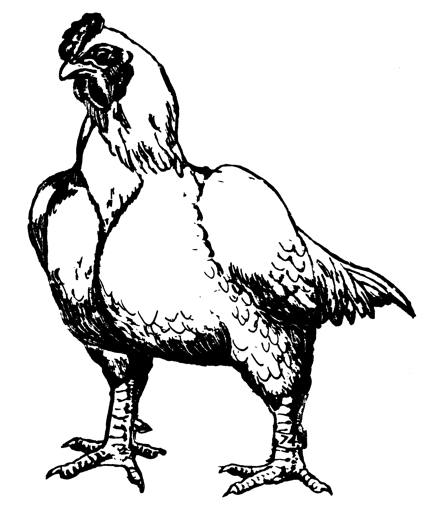 430x513 Brown Egg Blue Egg