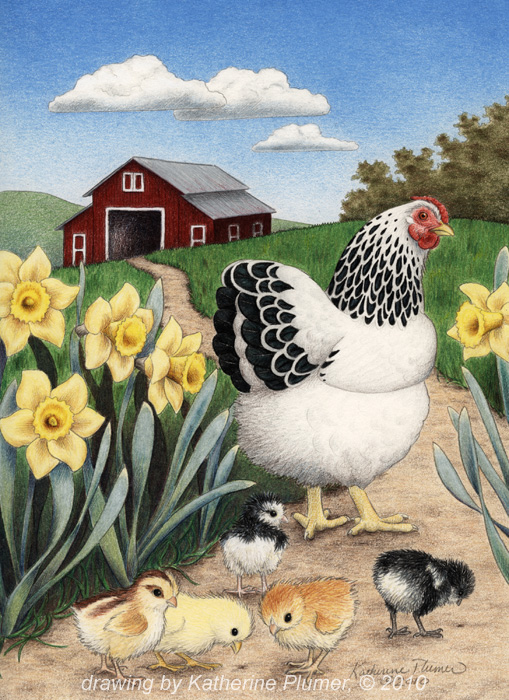 509x700 Katherine Pumer Fine Art Chicken Drawing