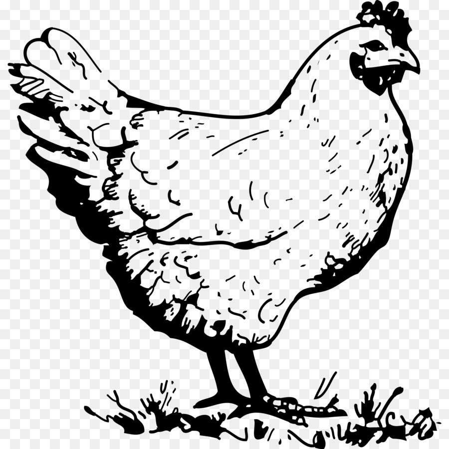 900x900 Chicken Hen Drawing Clip Art