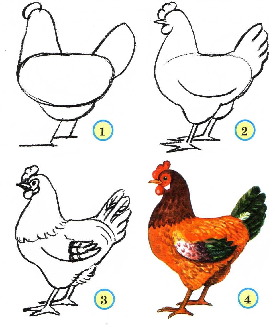 979x1140 How To Draw A Chicken How To Draw .