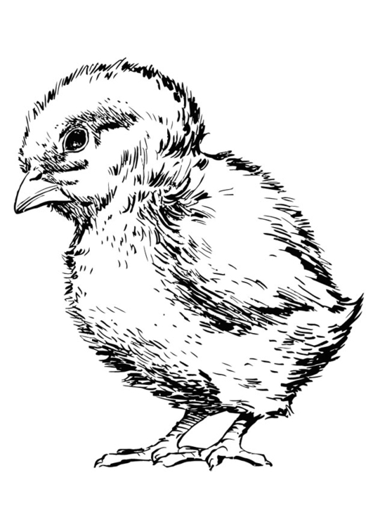 531x750 Coloring Page Baby Chicken
