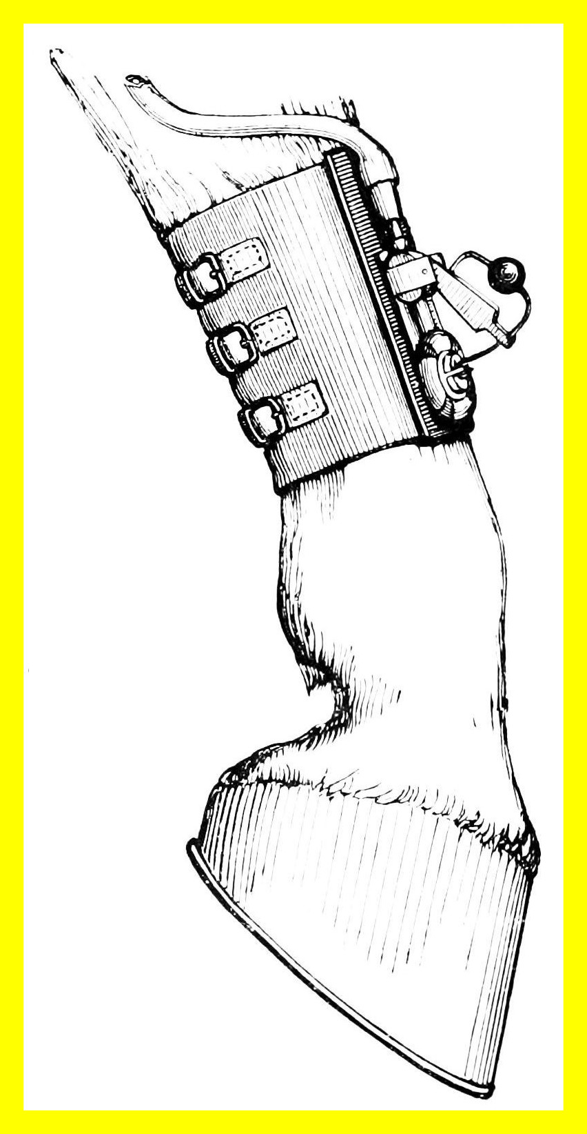 852x1644 Stunning File Psm Signalling Apparatus Of Hoof Pressure Pic Horse