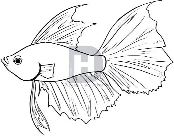 596x469 How To Draw A Betta, Step By Step, Drawing Guide, By Darkonator