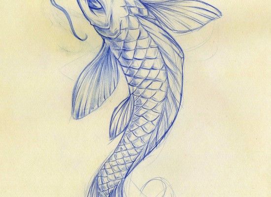 550x400 8 Good Koi Fish Drawings Fish Fish Drawings, Koi