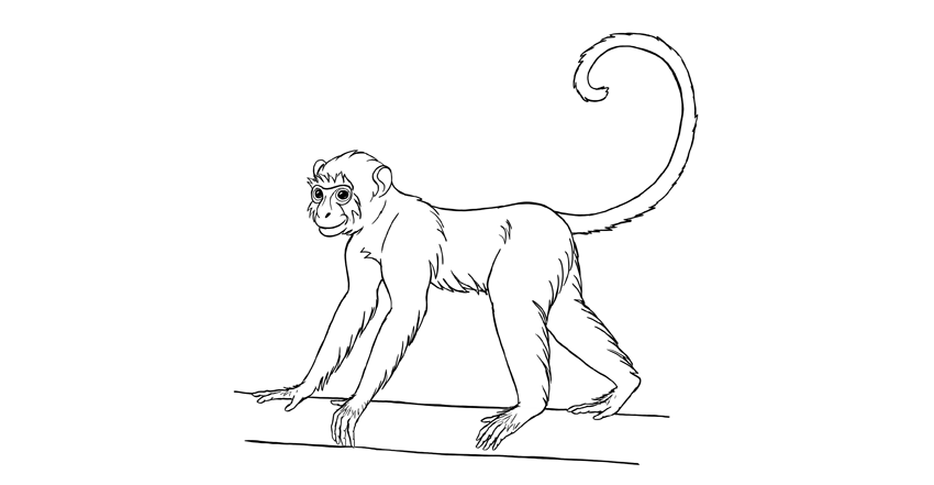 850x441 How To Draw A Monkey Step By Step