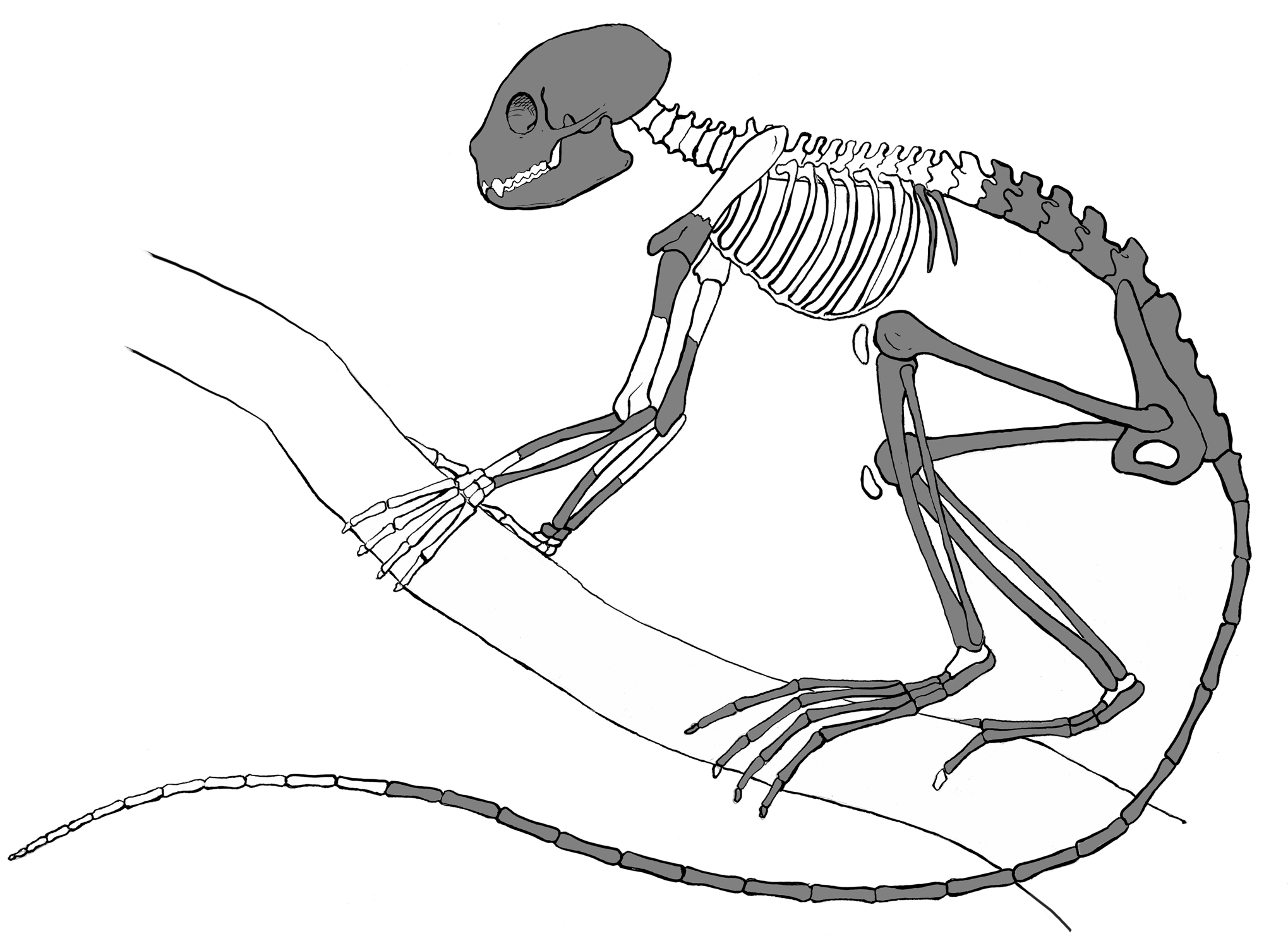 2039x1500 Oldest Primate Skeleton Discovered