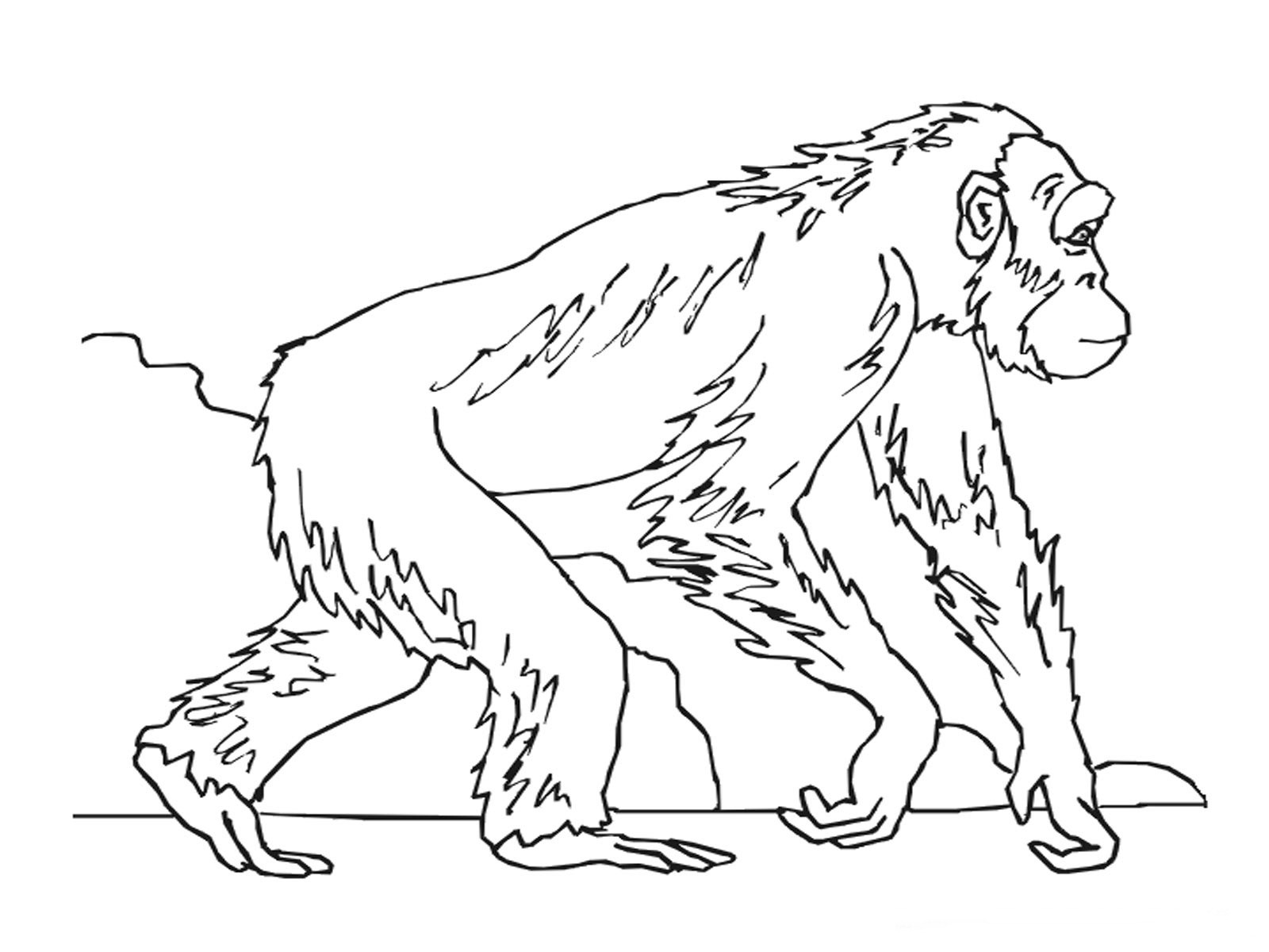 1600x1200 Realistic Monkey Drawing 4 11 Coloring Page